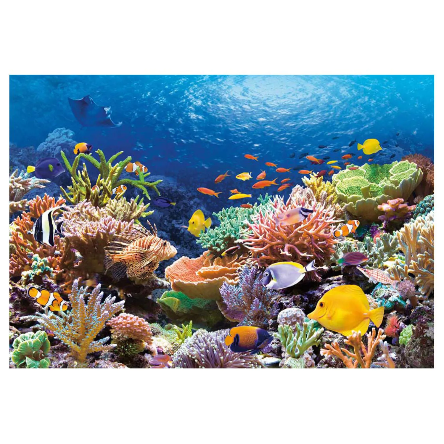 Selecta Castorland Legpuzzel Coral Reef Fishes, 1000st. Online