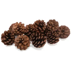 - Dennenappels, 12st.-Colorations Best