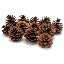 - Dennenappels, 12st.-Colorations Best