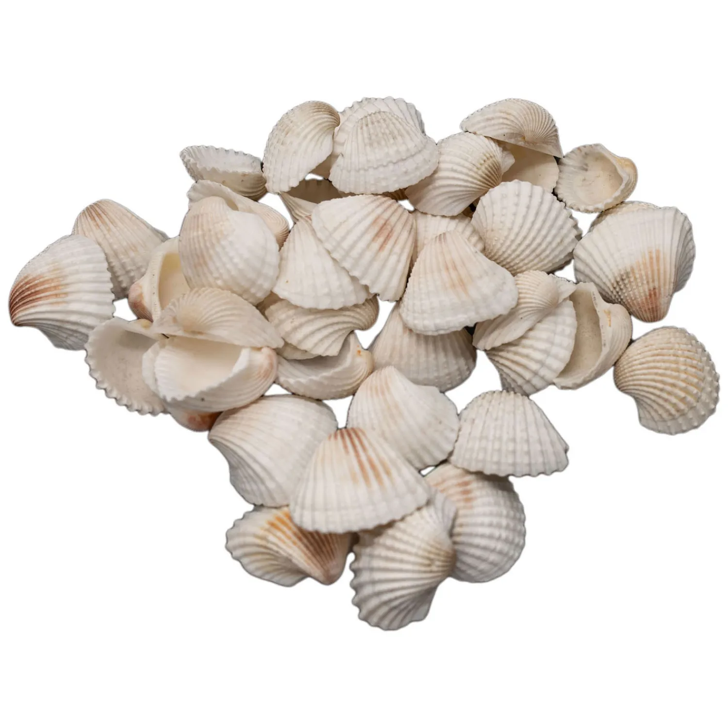 - Grote Ark Schelpen, 500 gram-Colorations Best