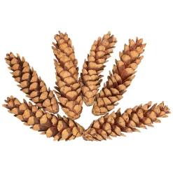 - Natuurlijke Strobuskegels, 6st.-Colorations Outlet