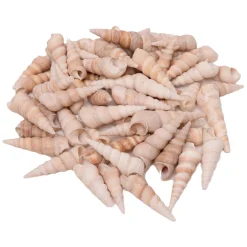 Colorations - Zeeschelpen Turritella, 550g Discount