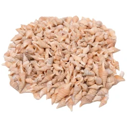 - Zeeschelpen Turrid, 400g-Colorations Clearance