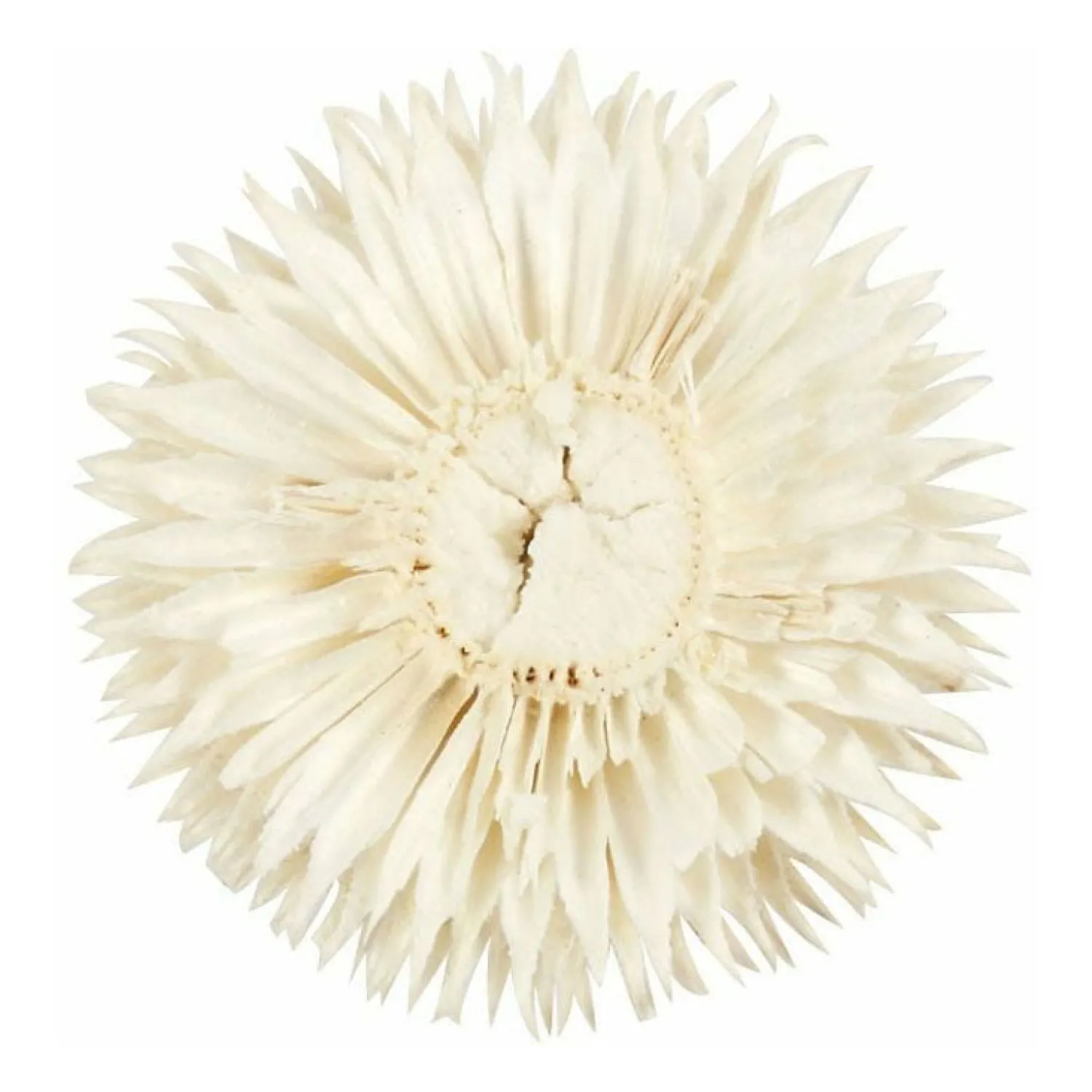 Gedroogde Bloemen-Creativ Company Online