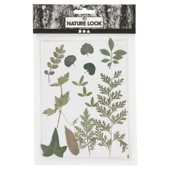 Creativ Company Gedroogde Bloemen en Bladeren Groen Clearance