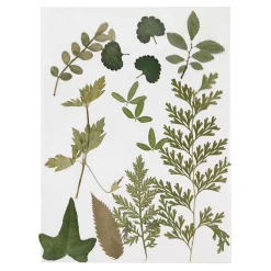 Creativ Company Gedroogde Bloemen en Bladeren Groen Clearance