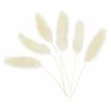 Hazenstaart Gras,  6st.-Creativ Company Online