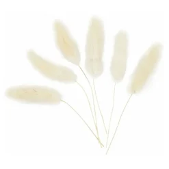 Hazenstaart Gras,  6st.-Creativ Company Online