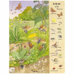 Kijk- en Zoekboek - Kriebeldiertjes-Deltas Hot