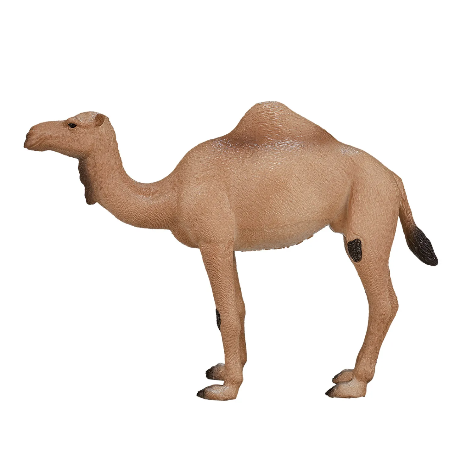 Wildlife Arabische Kameel - 387113-Mojo Online