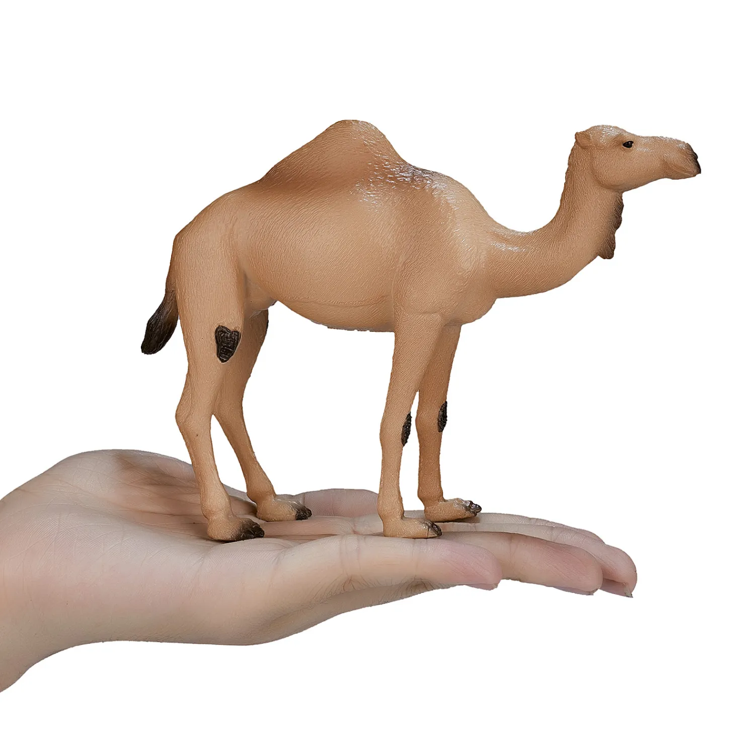 Wildlife Arabische Kameel - 387113-Mojo Online