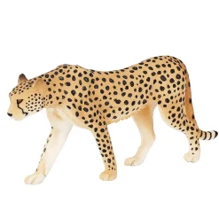 Wildlife Cheetah Man - 387197>Mojo