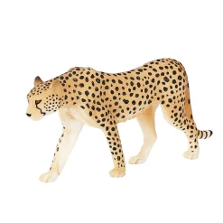Wildlife Cheetah Man - 387197>Mojo