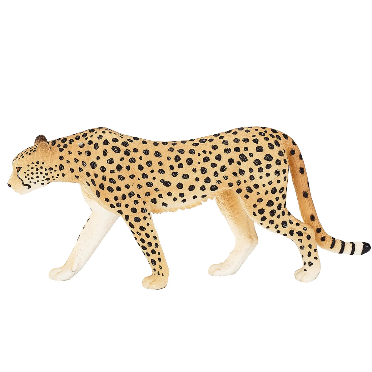 Wildlife Cheetah Man - 387197>Mojo