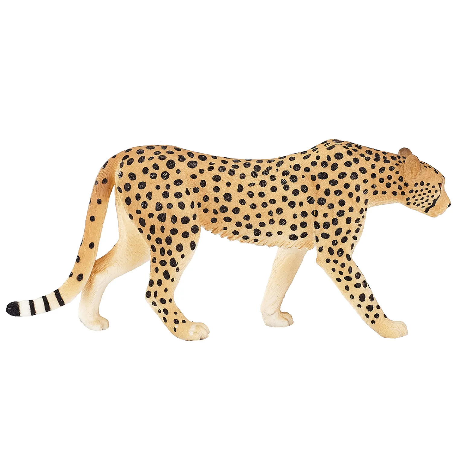 Wildlife Cheetah Man - 387197>Mojo