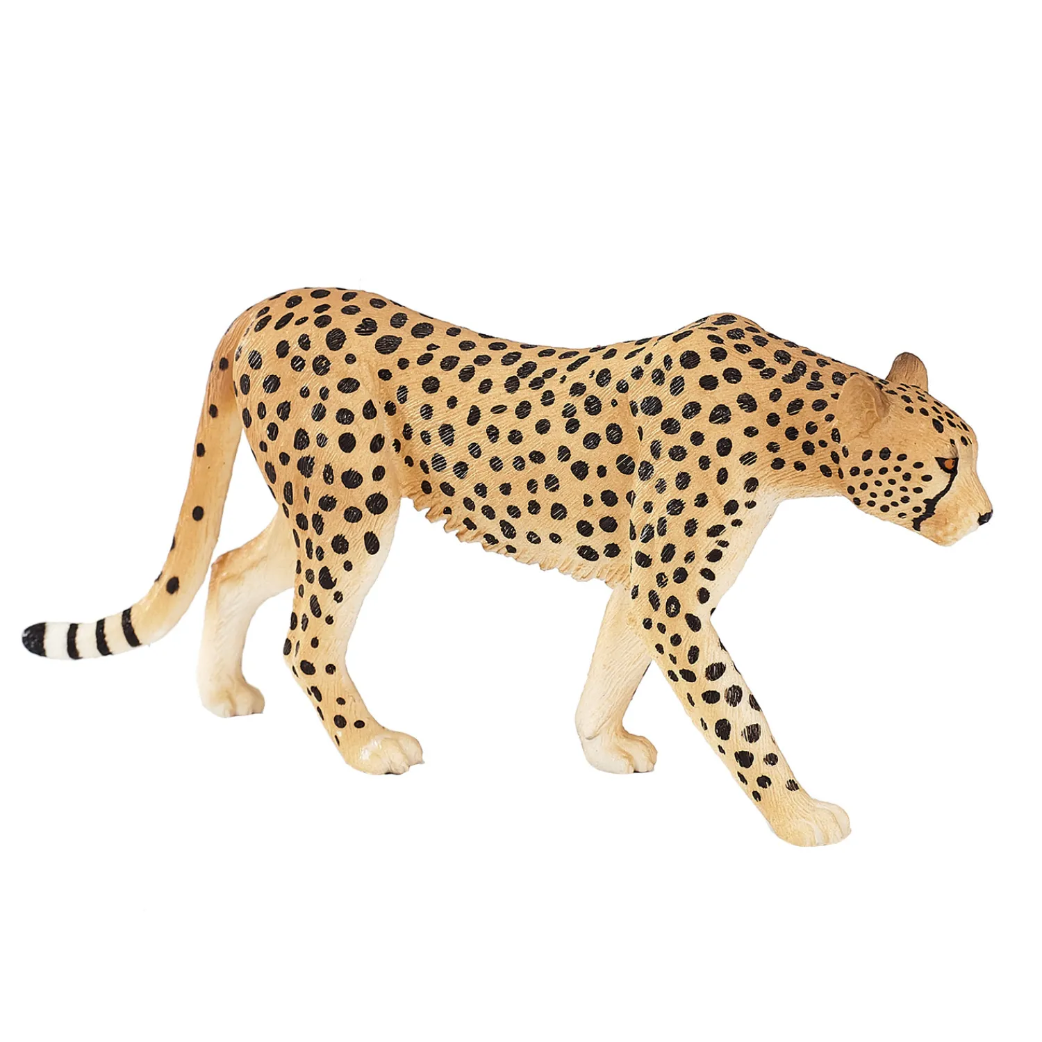 Wildlife Cheetah Man - 387197>Mojo