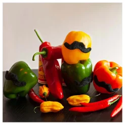 Plaksnorren, 5st.>Boland Clearance