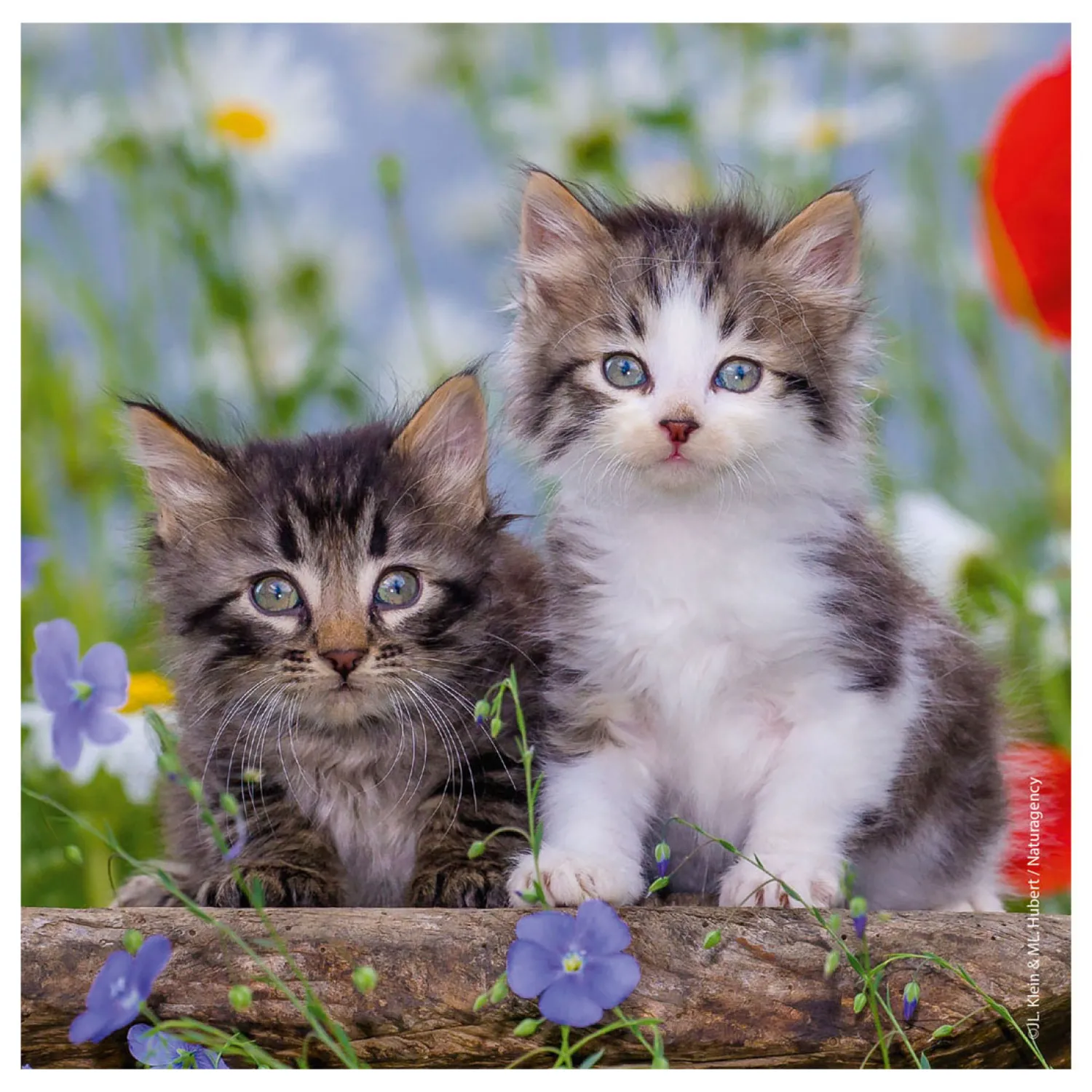 Legpuzzel Jonge Katjes, 3x49st.-Ravensburger Outlet