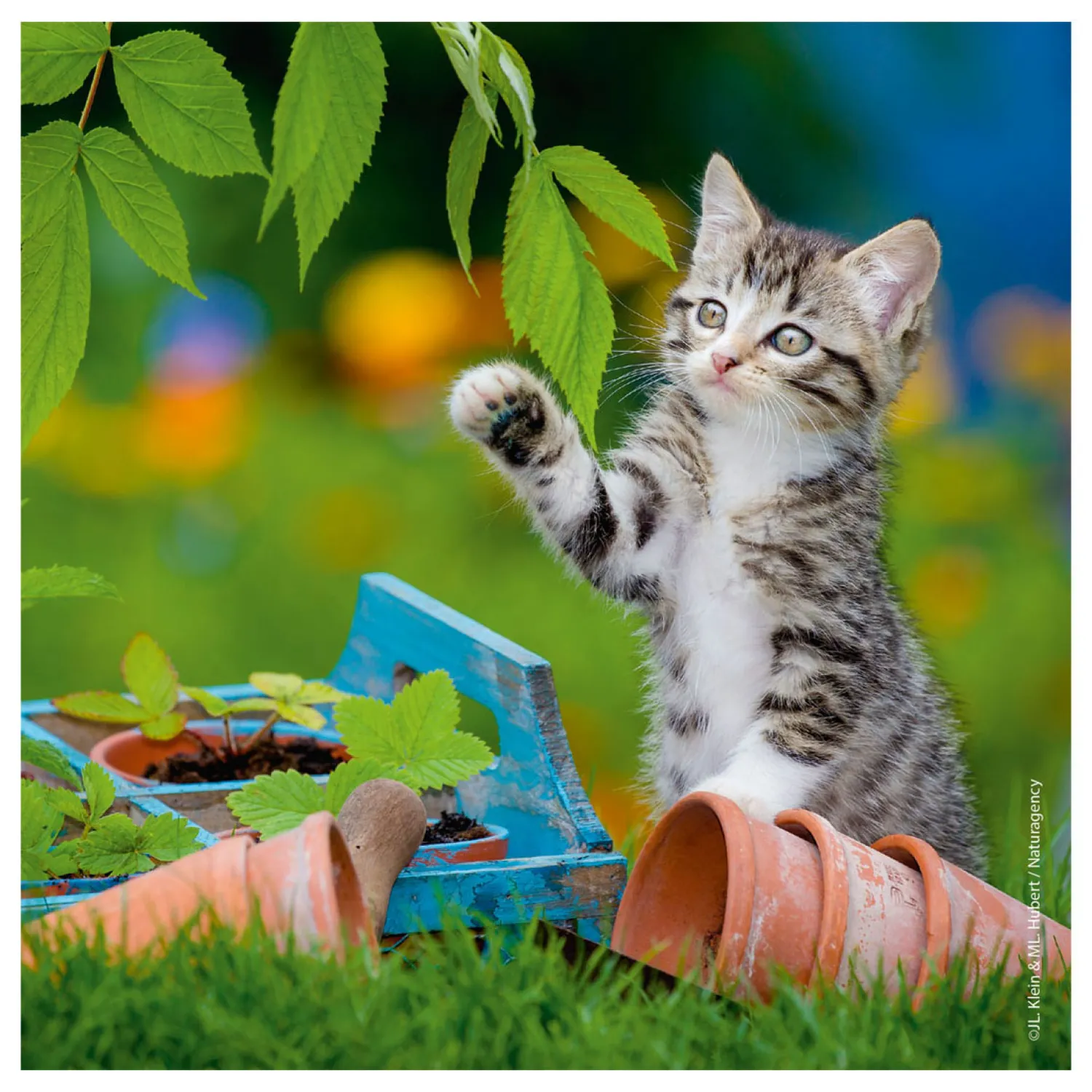 Legpuzzel Jonge Katjes, 3x49st.-Ravensburger Outlet