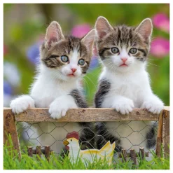 Legpuzzel Jonge Katjes, 3x49st.-Ravensburger Outlet