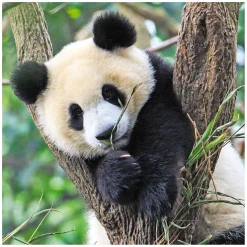 Puzzel Panda, Tijger en Leeuw, 3x49st.-Ravensburger Outlet