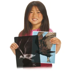 Rontgen Dieren - 28dlg.- Sale