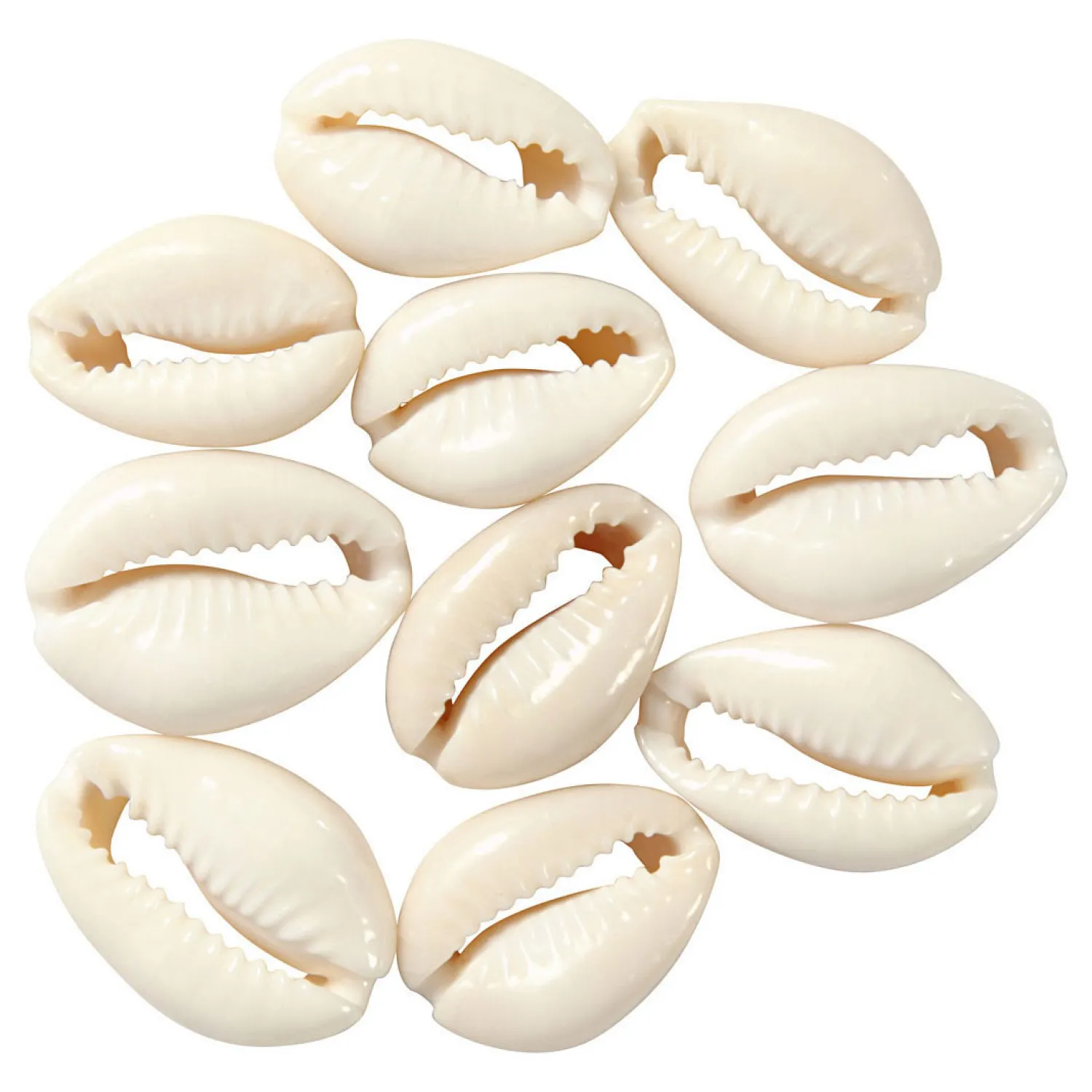 Schelpen Wit, 12st.>Creativ Company Sale