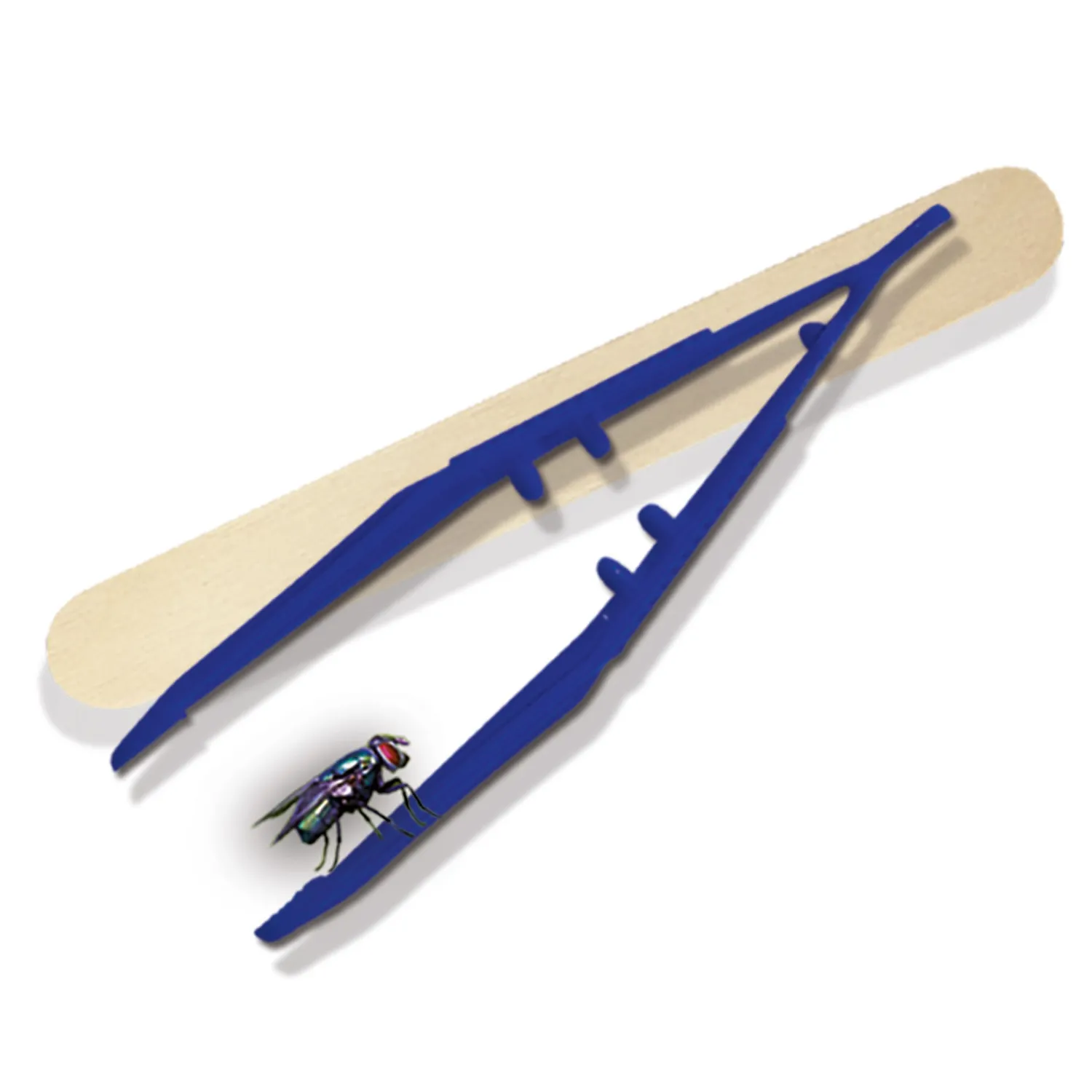 Explore - Insecten Explorer>SES New